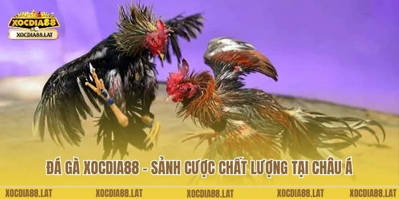 đá gà Xocdia88